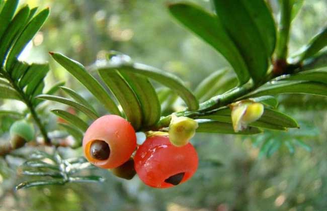 南方红豆杉多少钱一棵