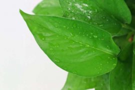 盆栽绿萝冬天怎么保温