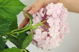 绣球花对孕妇有害吗