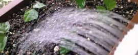 多菌灵直接拌花土里可以吗?(土壤消毒的最好方法)