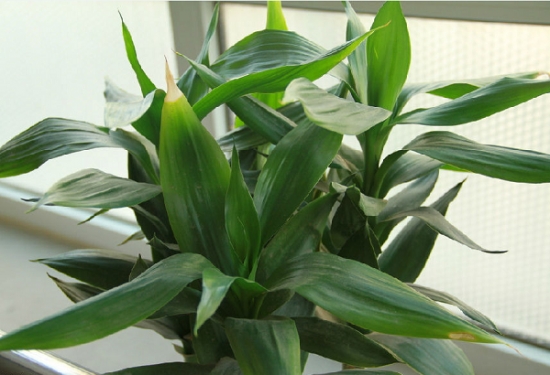 适合室内养的植物——富贵竹