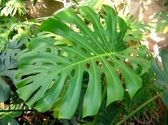 适合室内养的植物——龟背竹