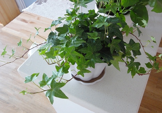 适合室内养的植物——常春藤