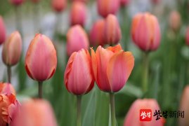 南京中山植物园部分郁金香早花品种开放