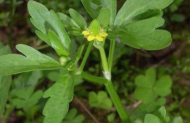 石龙芮的功效与作用