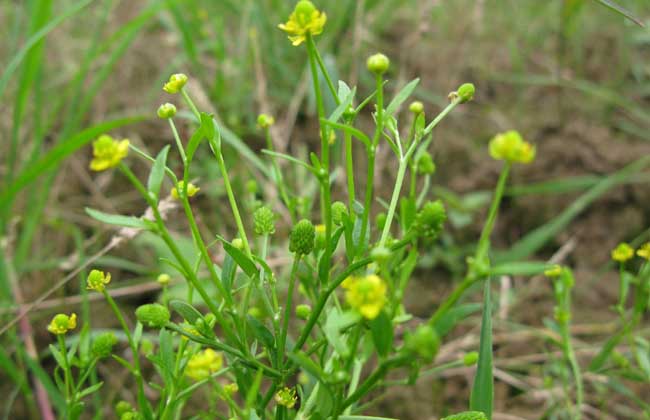 石龙芮的功效与作用