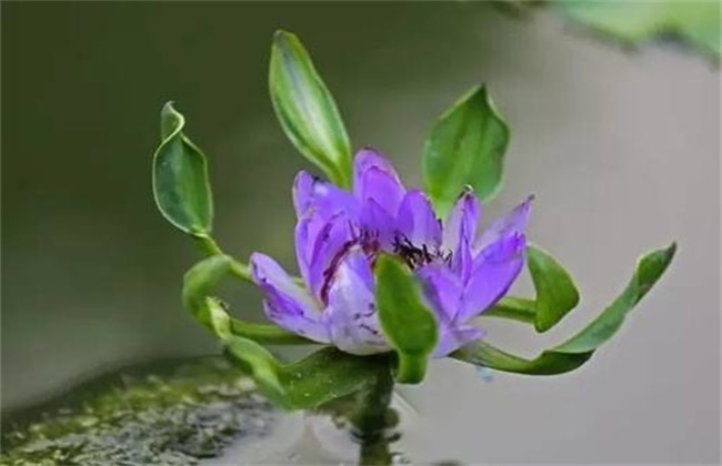 蓝花观音莲