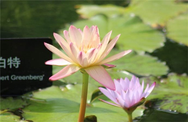 阿伯特睡莲