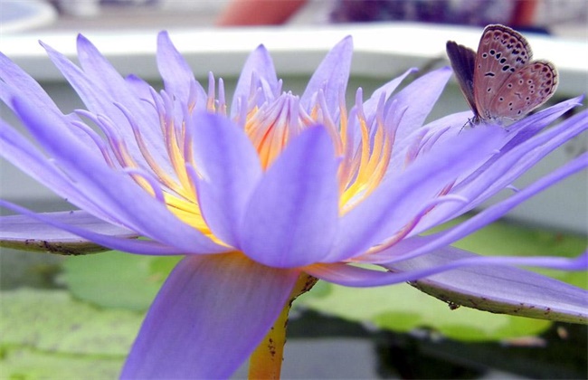澳洲蓝睡莲