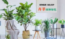 上海卉莘园林：中大型绿植租赁服务商