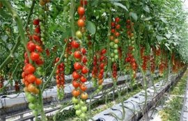 种植番茄的栽培措施