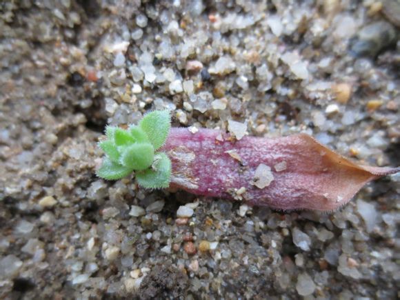 景天科观音莲的繁殖方法(图)