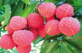 荔枝价格多少钱一斤