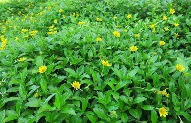 蟛蜞菊的功效与作用