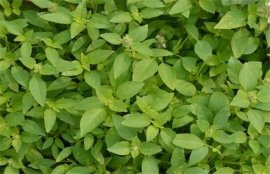 荆芥的功效与作用禁忌