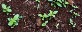 家里的花有小白虫怎么办(花上长满粘粘的白虫子)