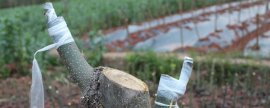 嫁接几月份成活率高(树木几月份嫁接最好)