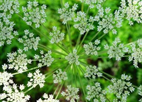 白芷的花语和传说,坚毅/执着和思念之情