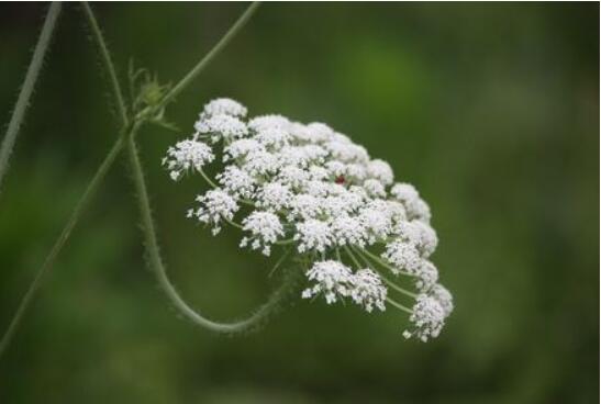白芷的花语和传说,坚毅/执着和思念之情