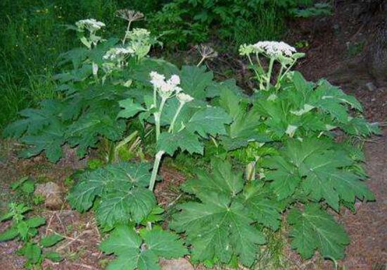 白芷的花语和传说,坚毅/执着和思念之情