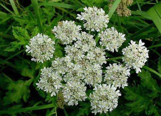 白芷的花语和传说,坚毅/执着和思念之情