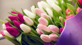 郁金香花语：一种十分美丽的花