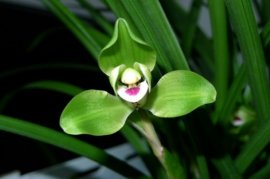 蕙兰和春兰的区别