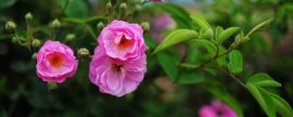 蔷薇花图片：十大蔷薇花品种图片