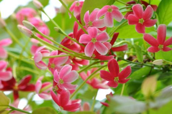 使君子的花语和象征