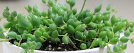 翡翠珠的养殖方法和注意事项(翡翠手镯菠菜绿好