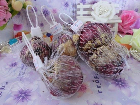 风信子种球保存——网兜保存 风信子种球保存——网兜保存