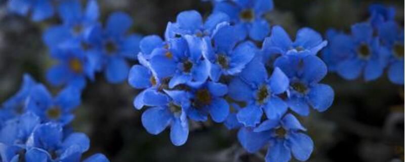 勿忘我怎么施肥？勿忘我不同时期的施肥方法