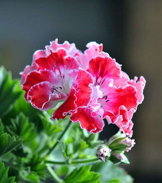 盆栽天竺葵如何浇水(花友分享) 盆栽天竺葵如何浇水(花友分享)