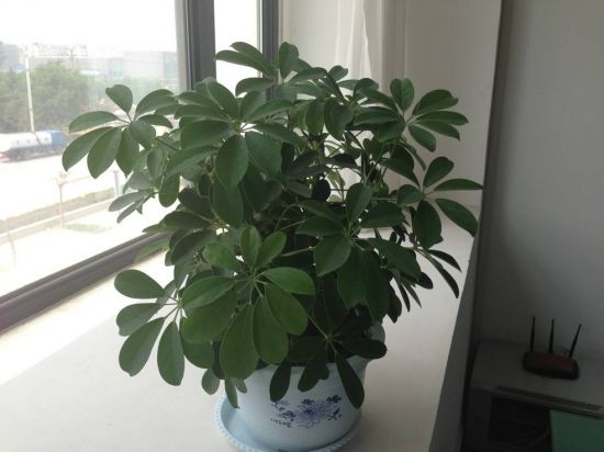 鸭掌木的繁殖方法(鹅掌柴)