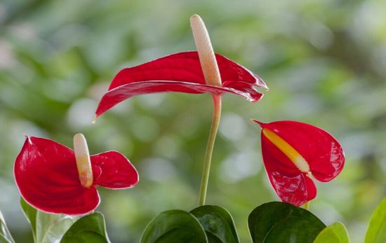 长的不错的红掌 长的不错的红掌