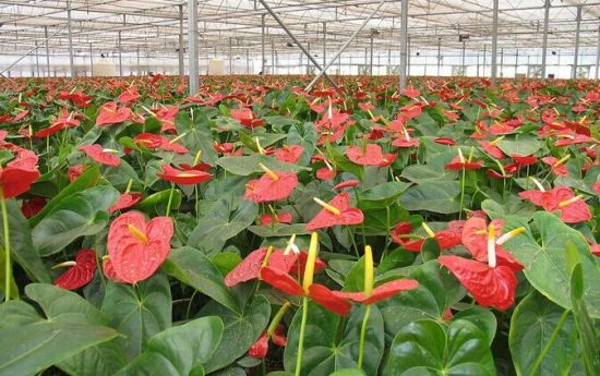 大形红掌养殖场 大形红掌养殖场