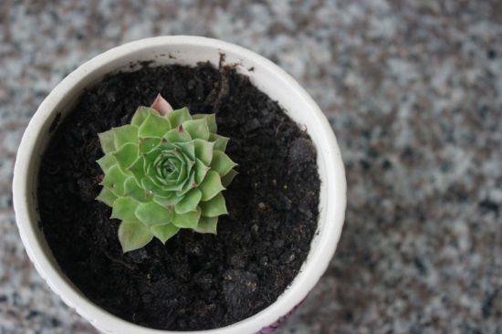 多肉植物 多肉植物