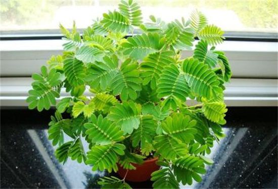 含羞草有毒吗，可以放在室内吗(夜晚移至阳台