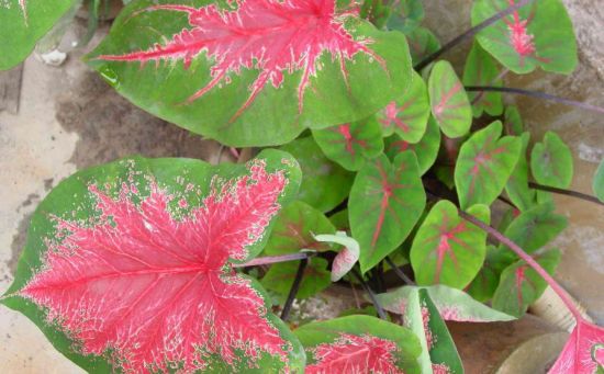 花叶芋有哪些栽培品种？