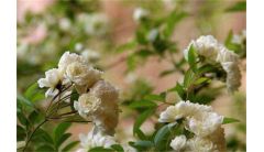 七里香的病虫害防治，白粉病需清洗植株洒药