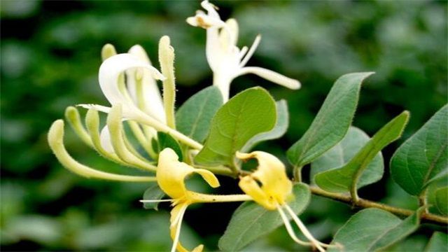 金银花叶子干枯怎么办？五种解决办法