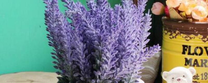 薰衣草的养殖方法和注意事项