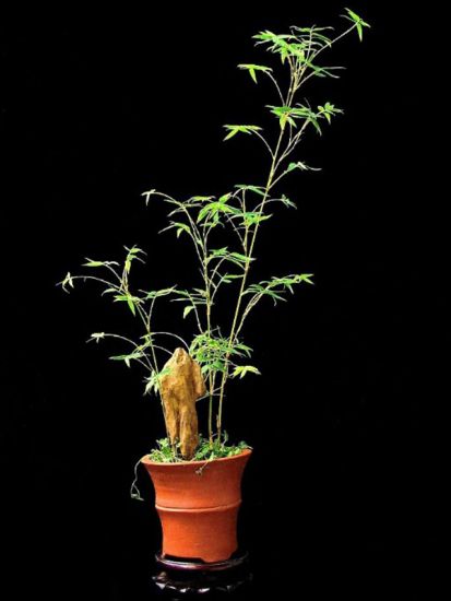 具有山林野趣的凤尾竹盆栽 具有山林野趣的凤尾竹盆栽