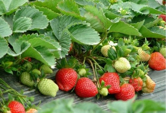 大棚草莓硕果累累 大棚草莓硕果累累