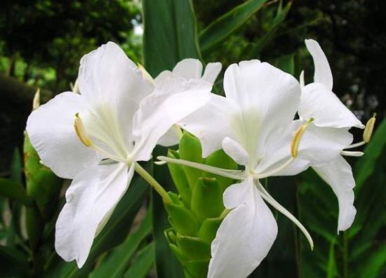 洁白的姜花 洁白的姜花