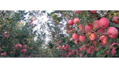 苹果树的繁殖方式主要是什么