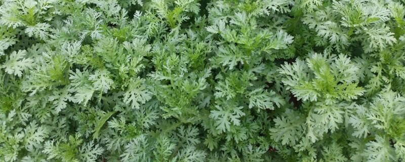 茼蒿菜什么时候种？茼蒿菜可在春秋冬三季种植