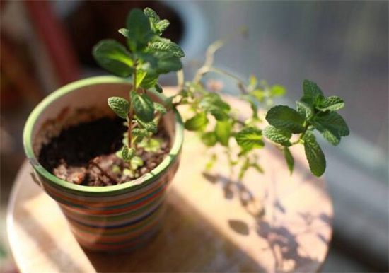 盆栽薄荷可以放在卧室吗，不可以/会影响睡眠