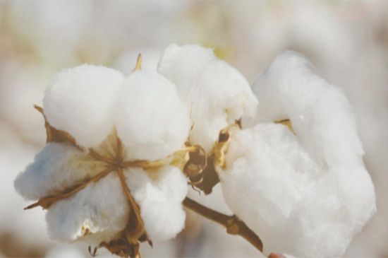 棉花价格多少钱一斤，价格在9.5～14元/公斤