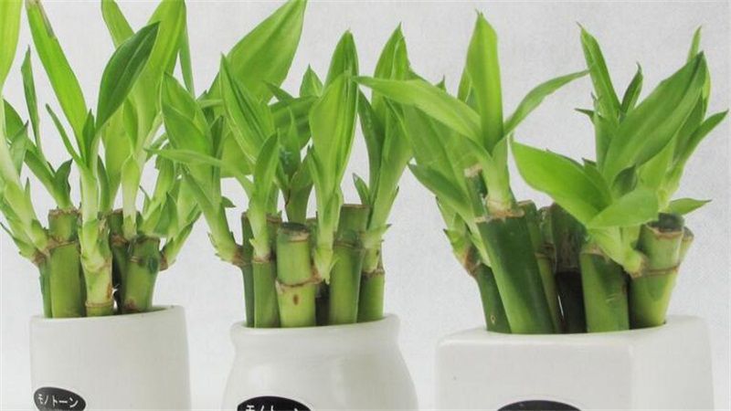 富贵竹的养殖方法和五大养护要点